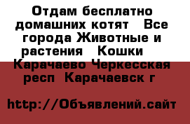 Отдам бесплатно домашних котят - Все города Животные и растения » Кошки   . Карачаево-Черкесская респ.,Карачаевск г.